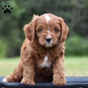 Jackson, Cavapoo Puppy